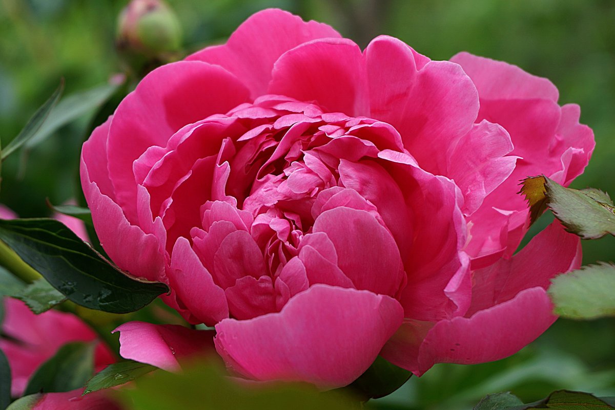 Pink peony flower blooming picture