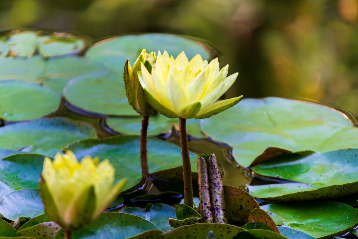 Yellow water lily flowers blooming pictures