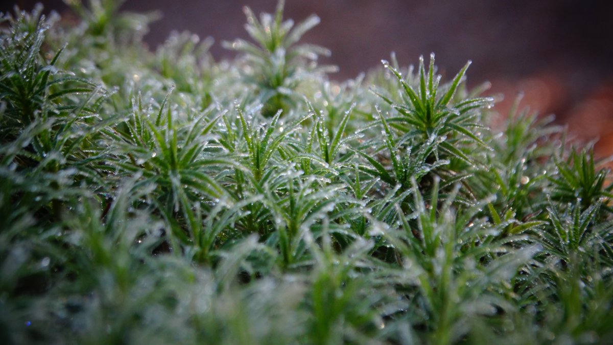 Picture of green grass with water drops after rain