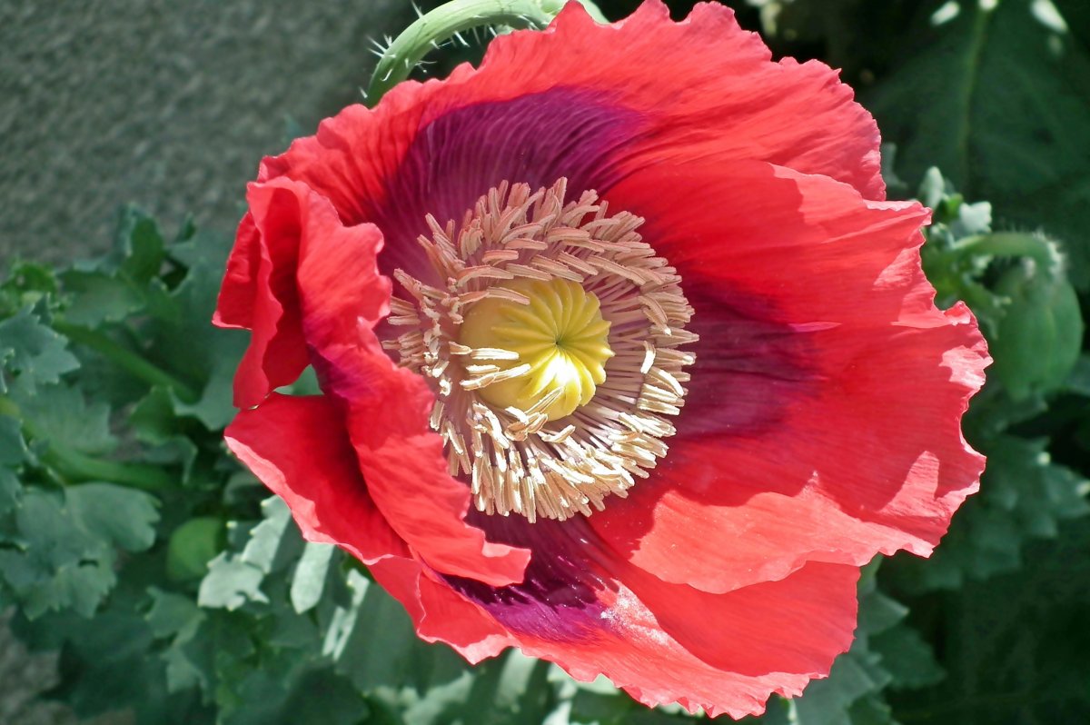 red poppy flower blooming picture