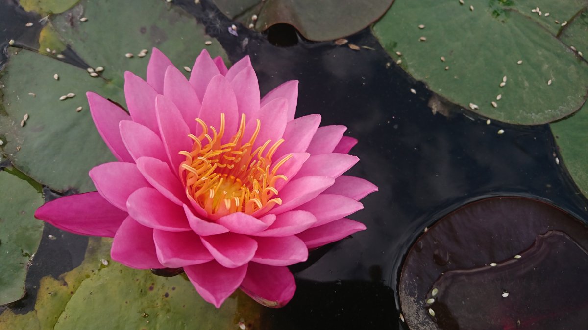 Pink water lily flowers blooming pictures