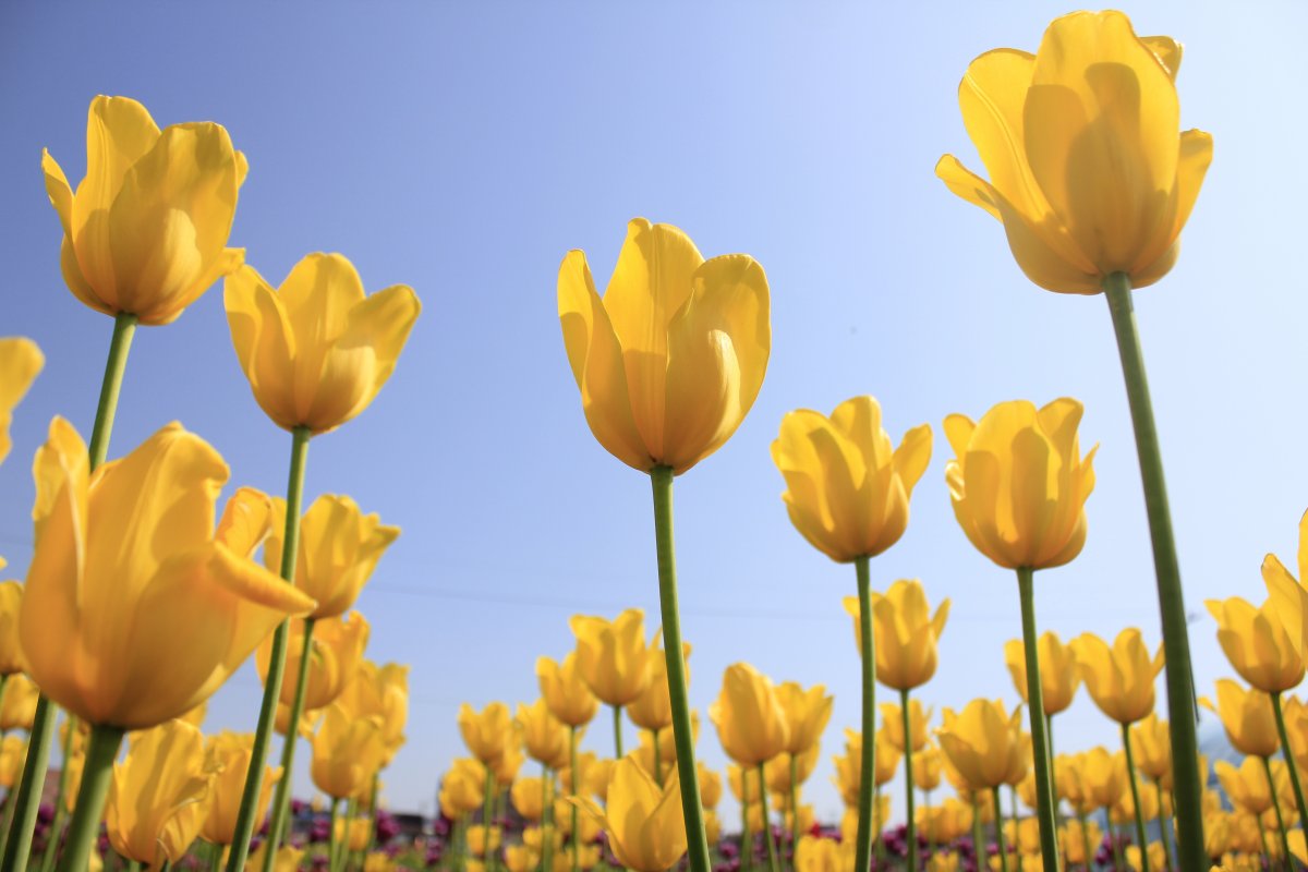 Blooming yellow tulip flowers pictures