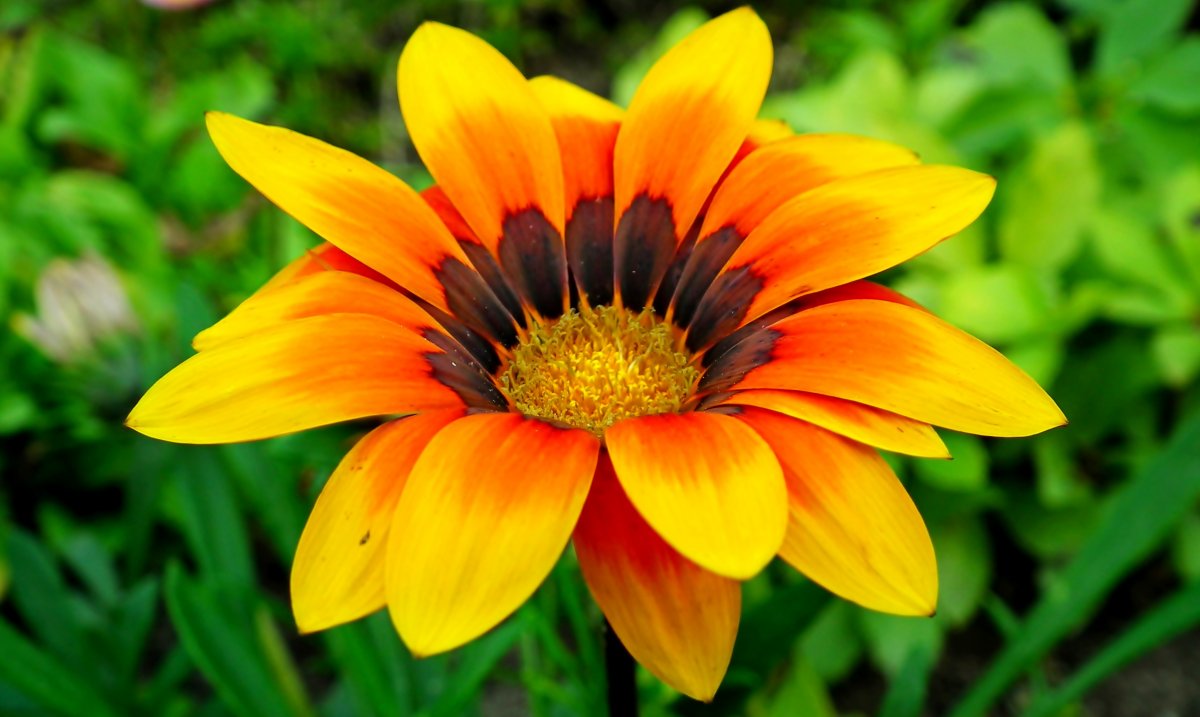 Gazania flowers blooming pictures