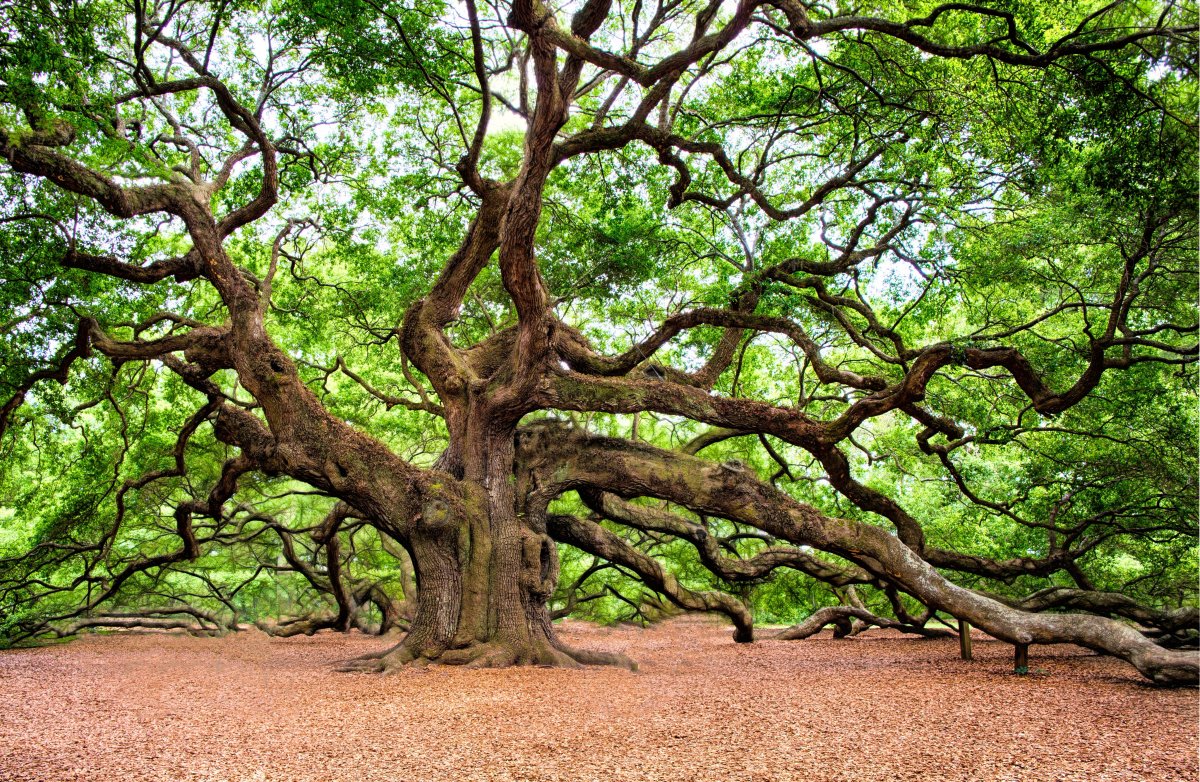 Pictures of tall and sturdy oak trees
