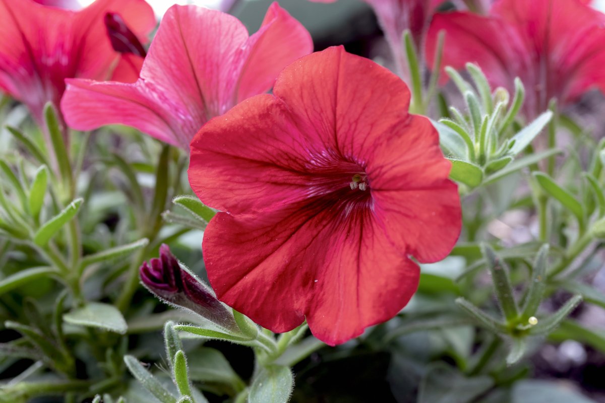 Colorful petunias pictures