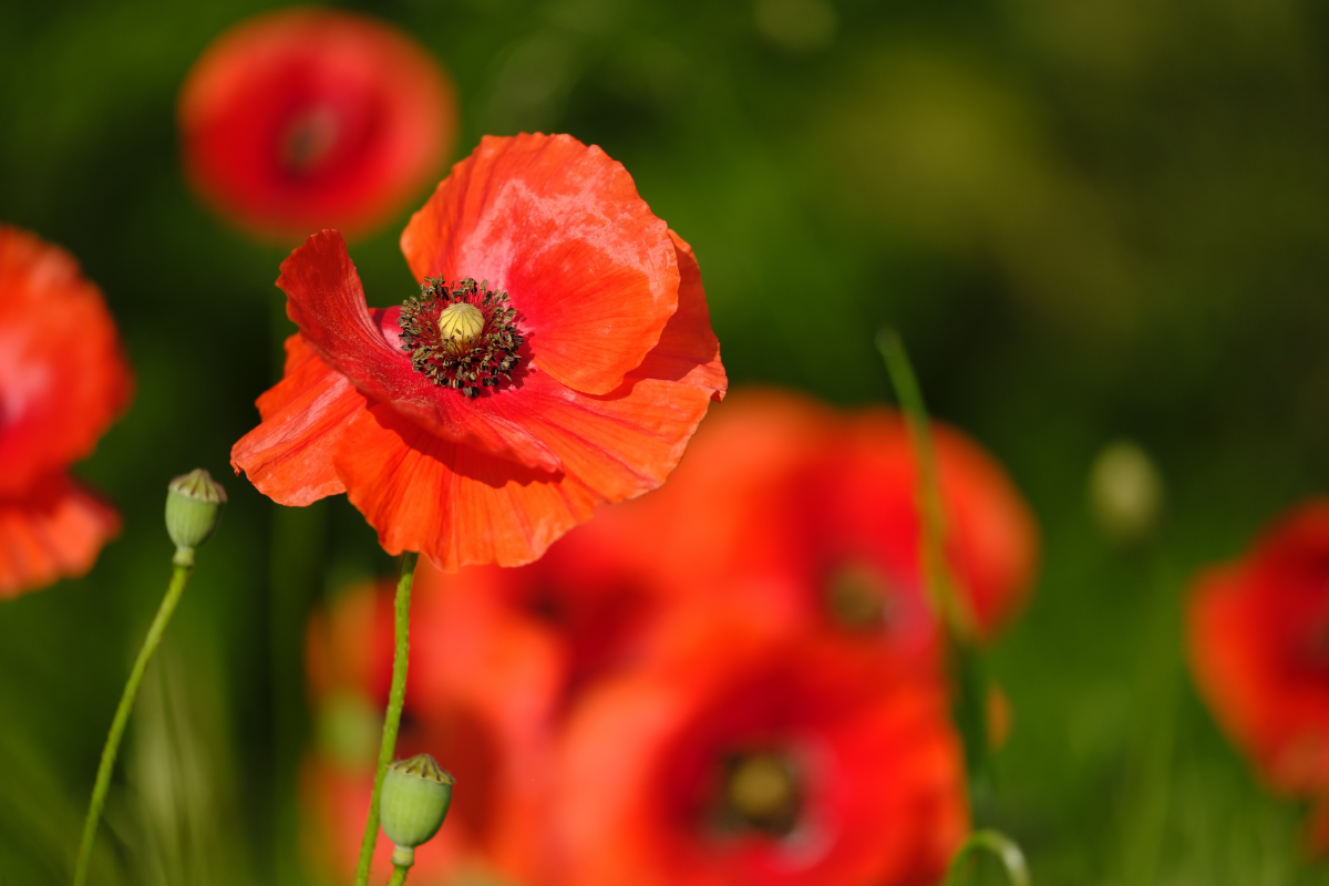 Charming poppy flower pictures
