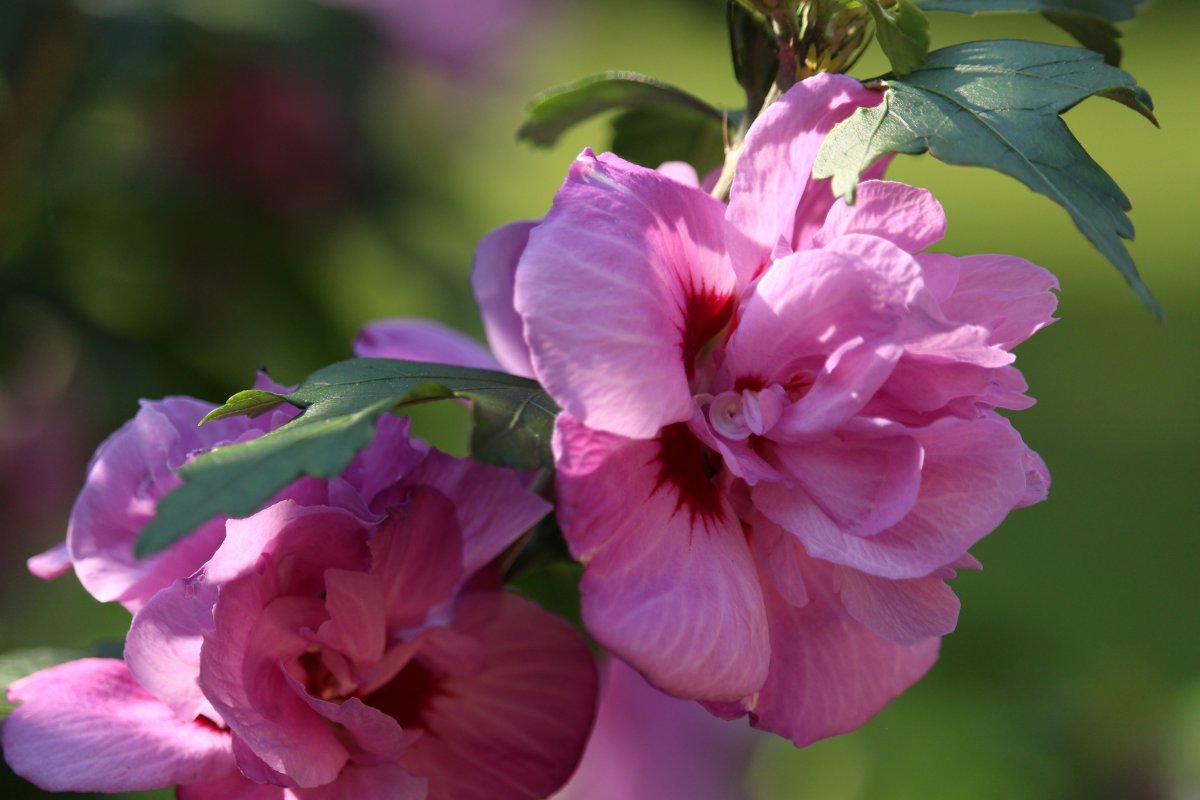 Pink hibiscus flower pictures