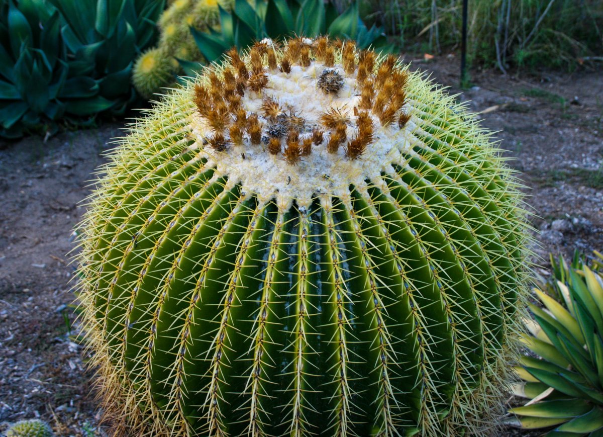 Round prickly cactus pictures