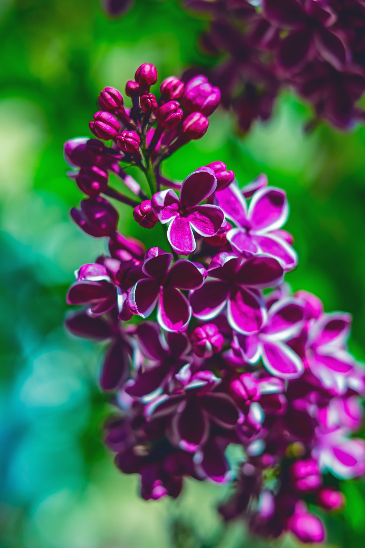 A bunch of purple lilac flowers pictures