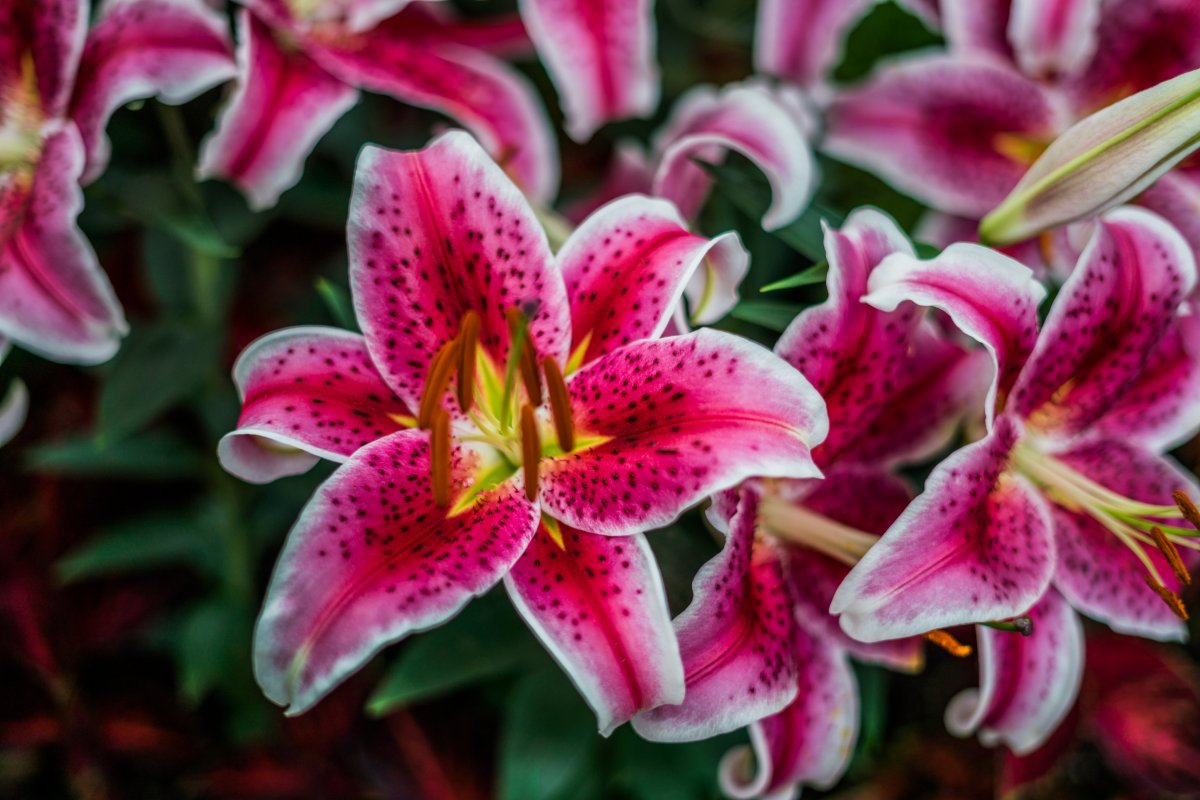 pink lily flowers pictures
