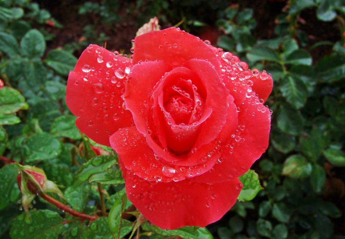 Pictures of red rose flowers after the rain