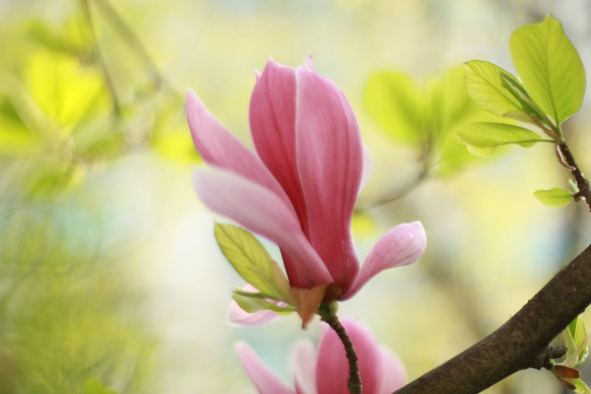 Pretty and dignified magnolia flower pictures