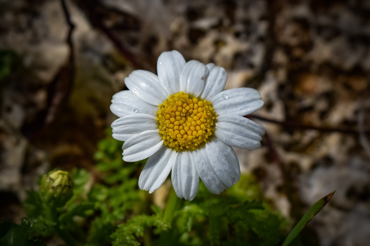 Fresh and elegant chamomile pictures
