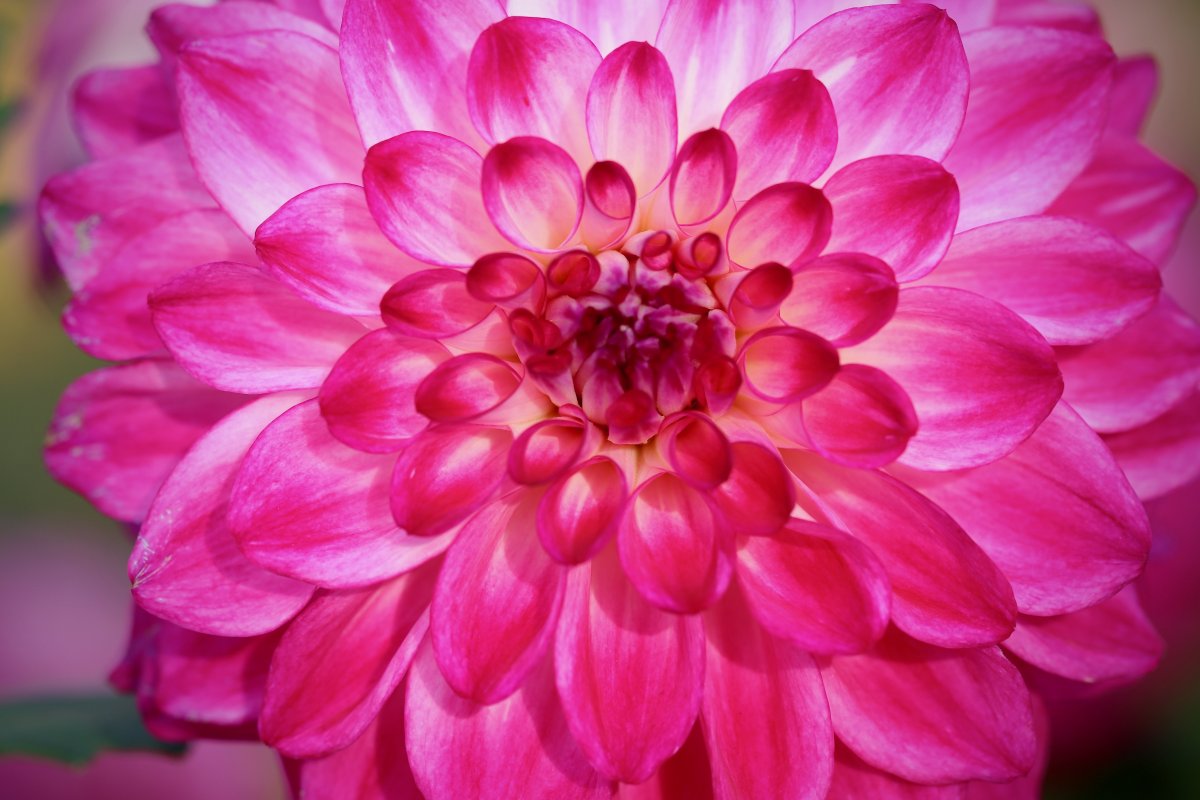 Tender and passionate dahlia pictures
