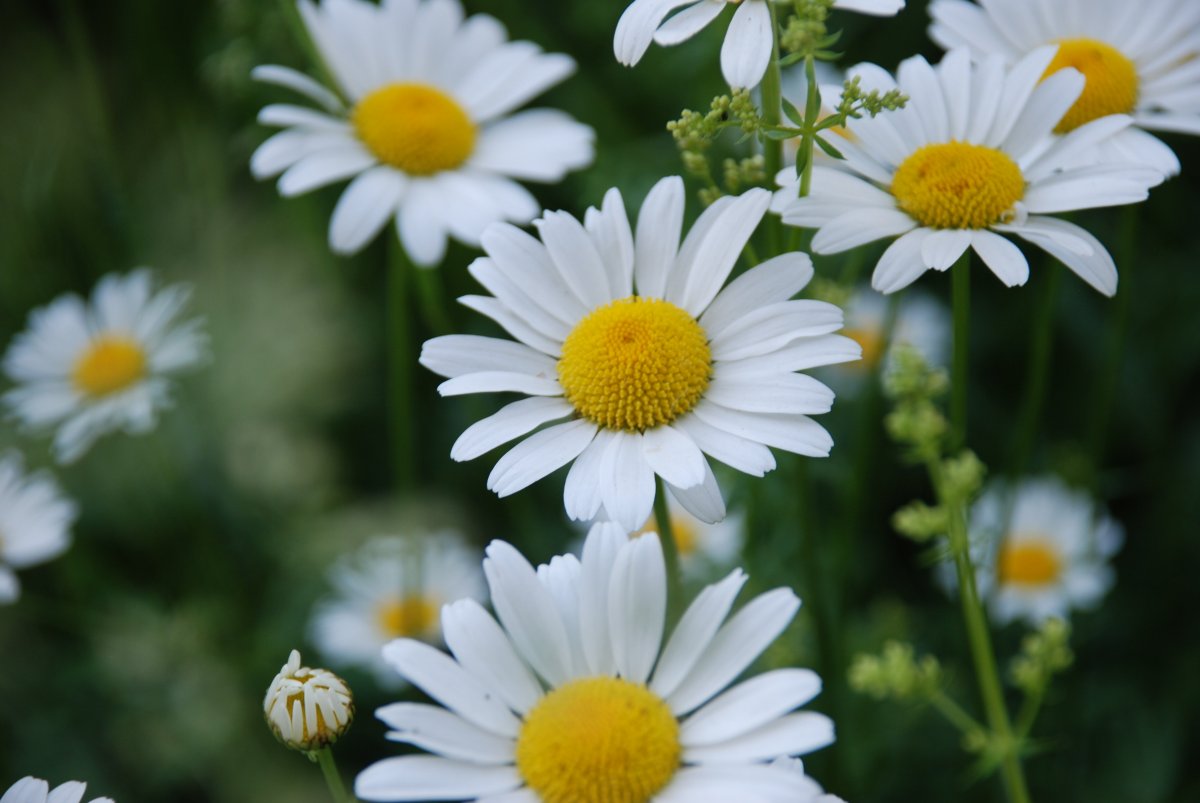 Fresh and white chamomile pictures