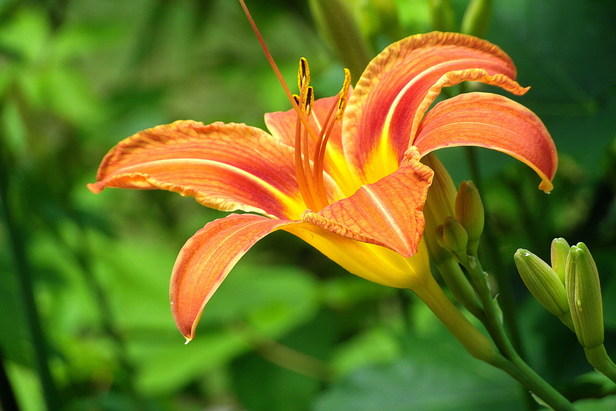 Pictures of lilies with beautiful meanings