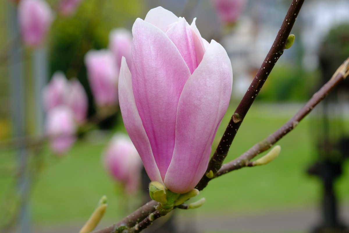 Elegant and elegant magnolia pictures