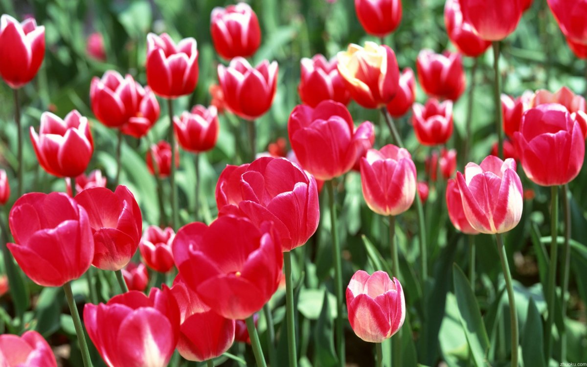 Pretty and fresh tulip pictures