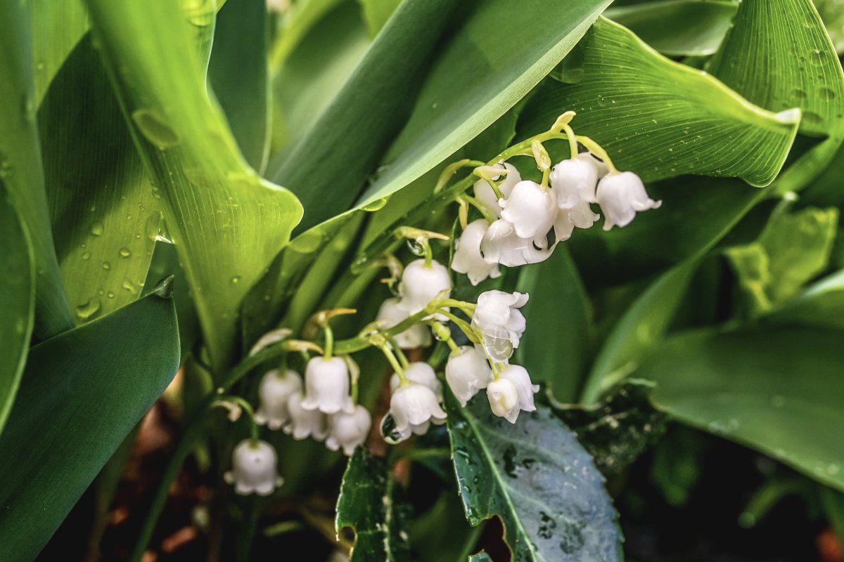 Fragrant white lily of the valley pictures
