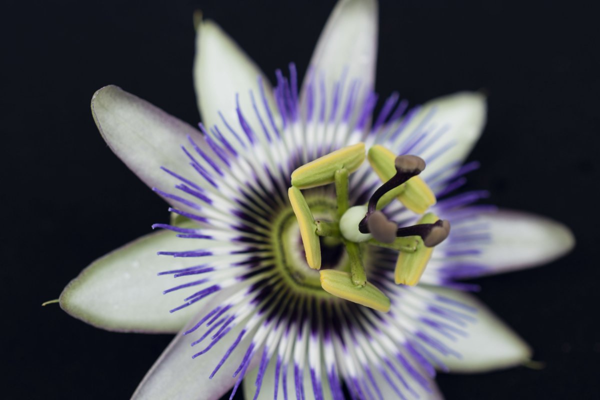 Pictures of lush purple passionflower