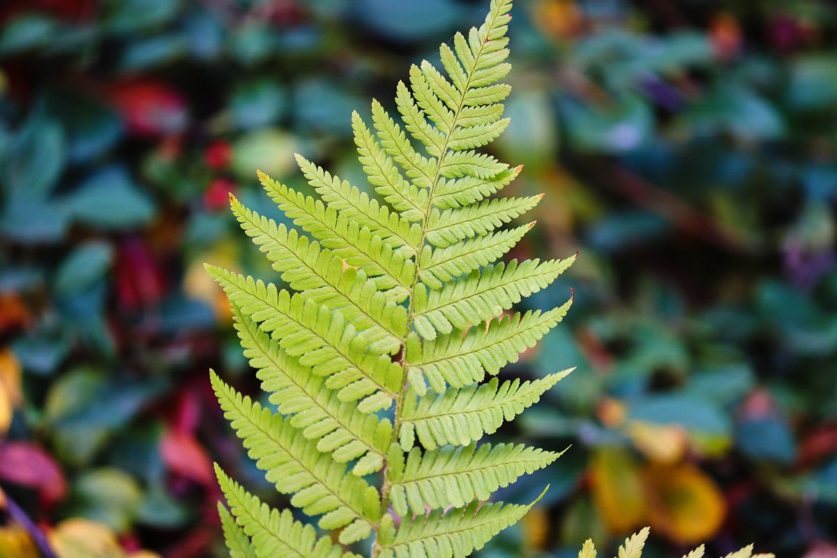 fern green leaves pictures
