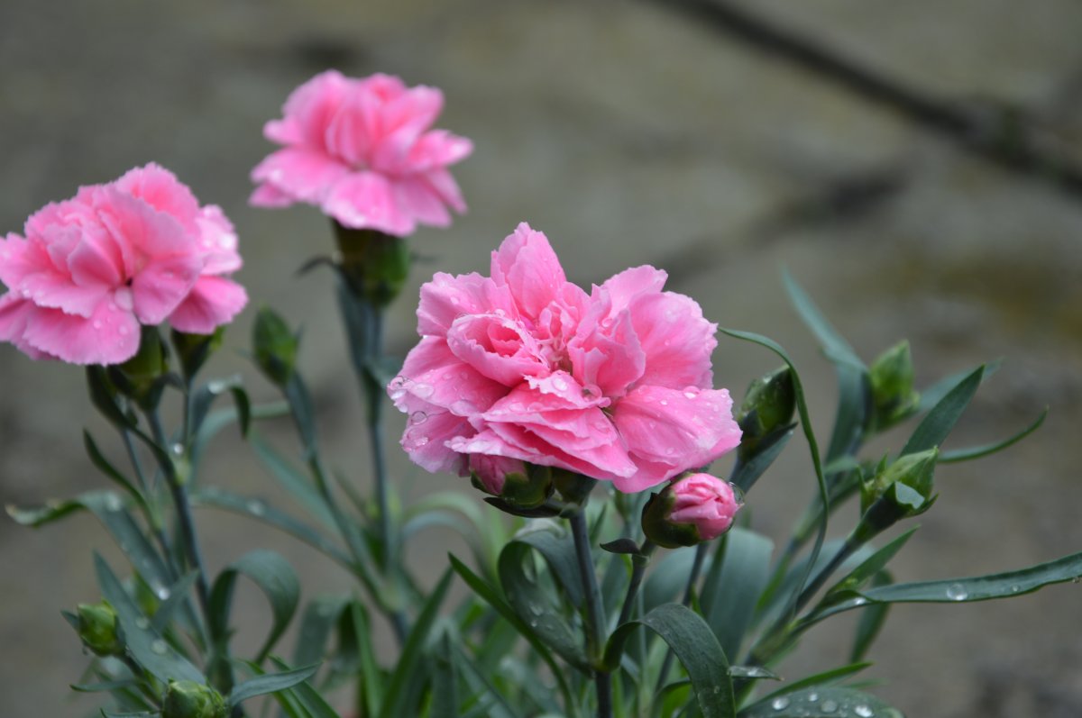 Pictures of carnation flowers in flower pot