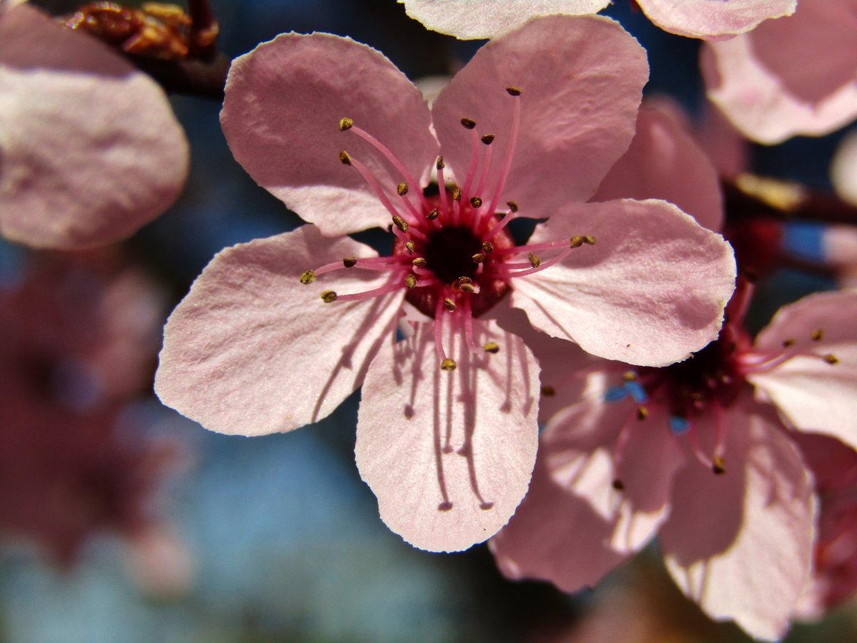 Plum Blossom Open Macro Flower Picture