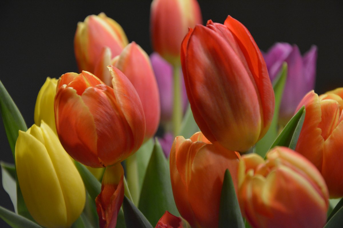 Color tulip flowers pictures