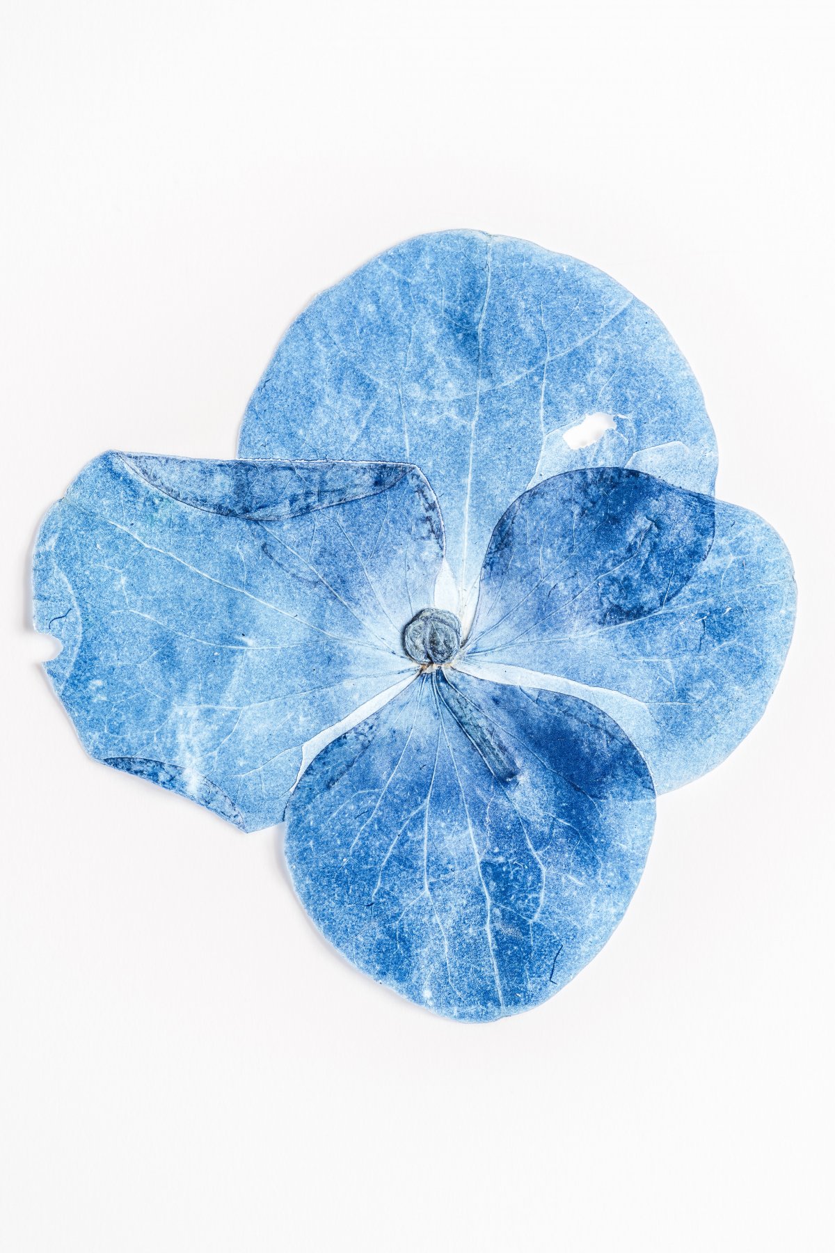 blue flower picture specimen