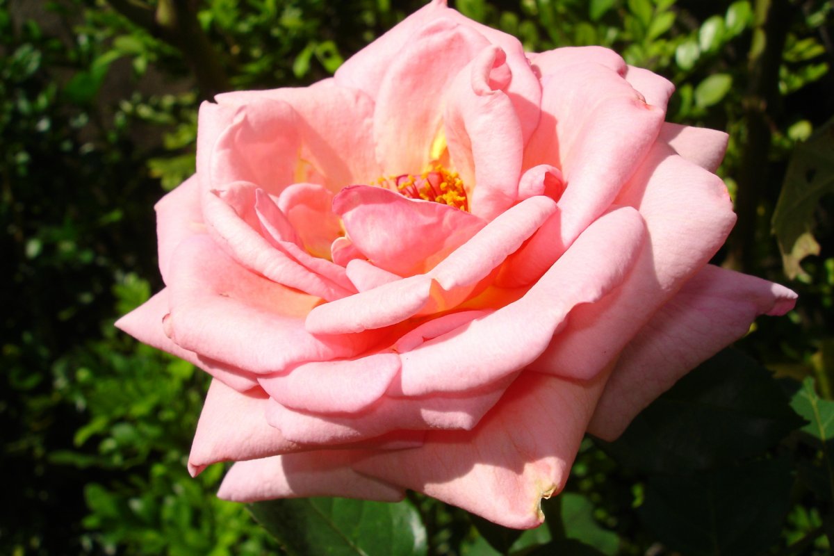 pink roses blooming pictures