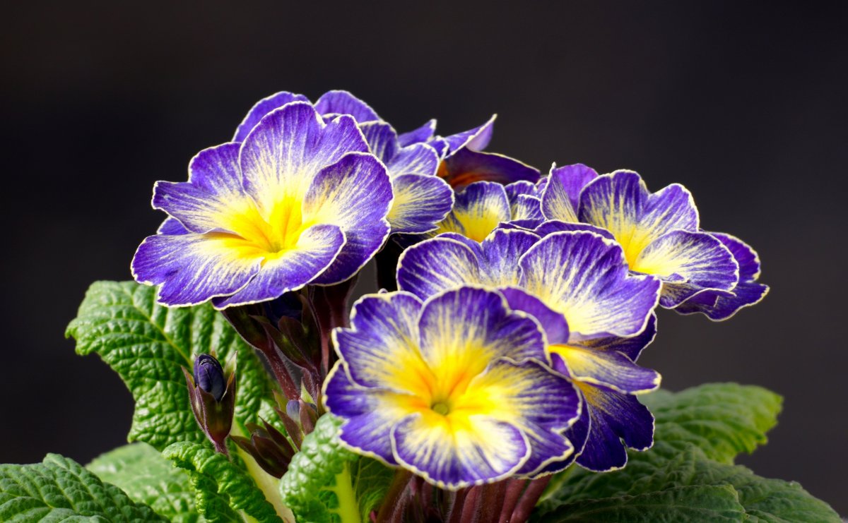Purple primrose blooming picture