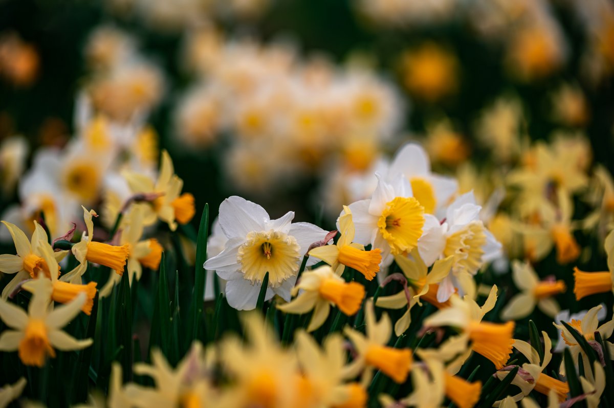 Beautiful yellow narcissus pictures