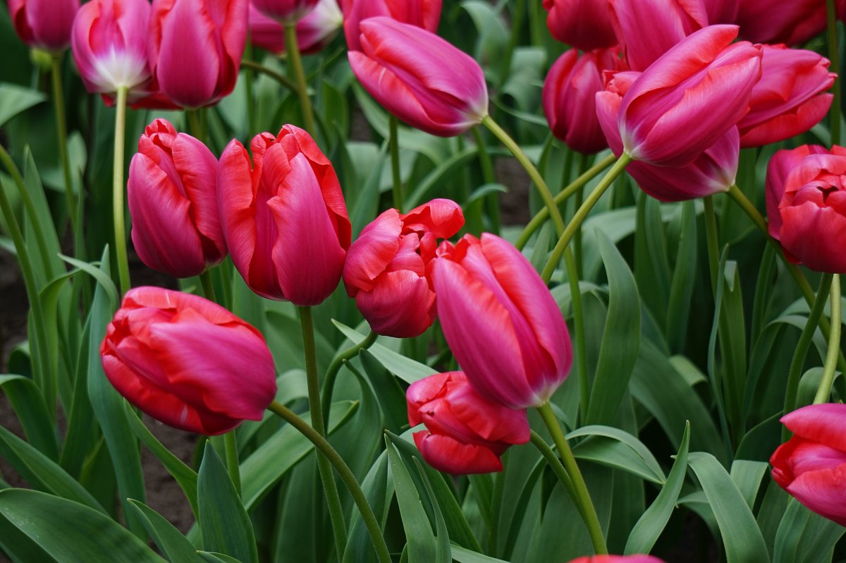 red tulip pictures