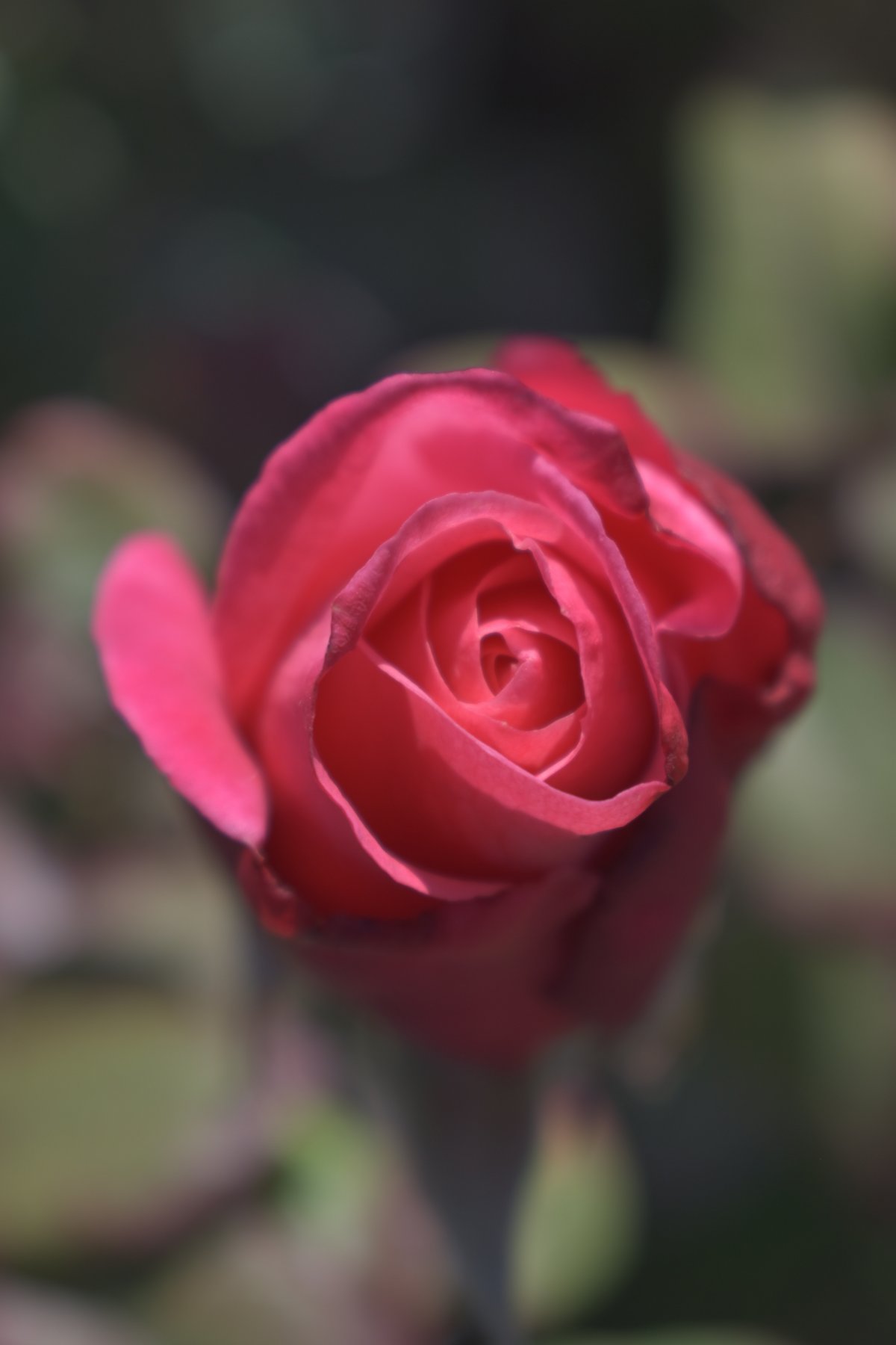 Blooming pink roses pictures