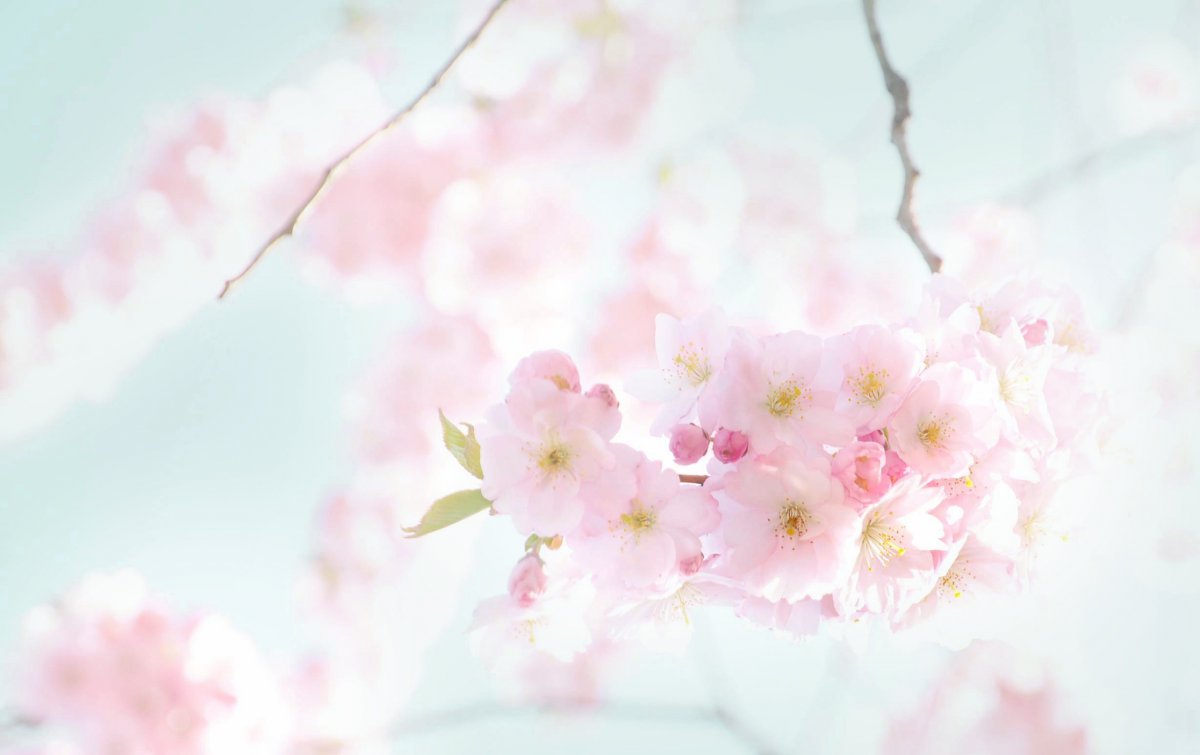 Beautiful pink cherry blossom picture large picture