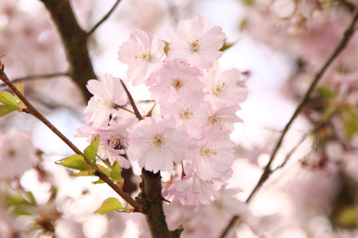 Bright and beautiful cherry blossom pictures
