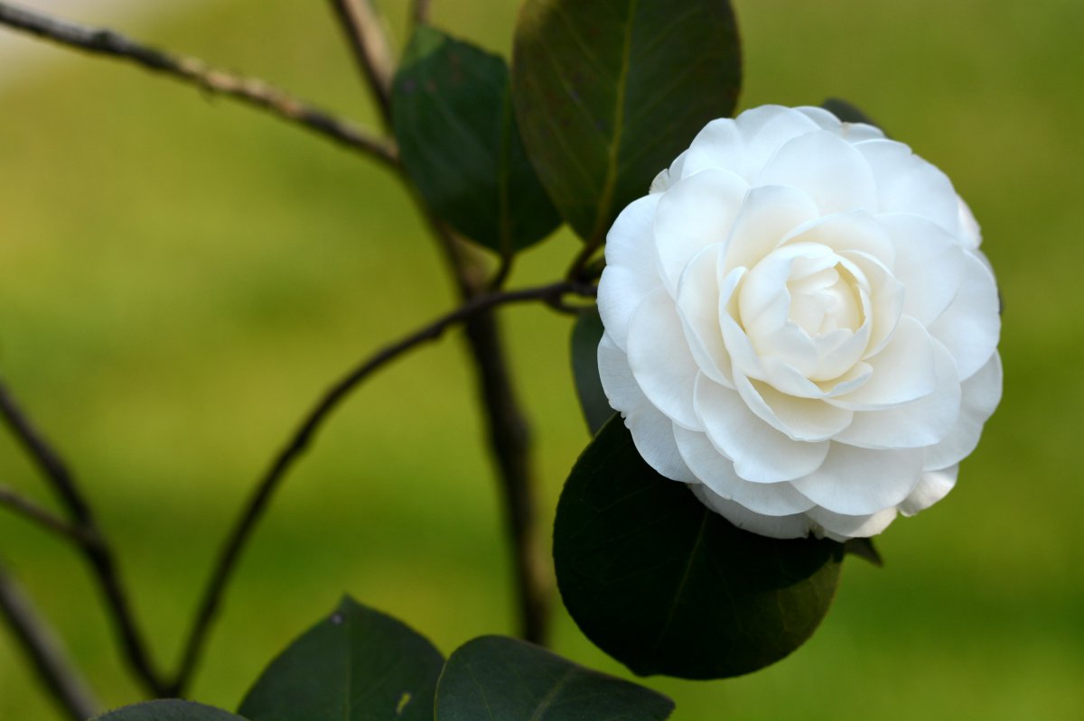 White camellia HD pictures