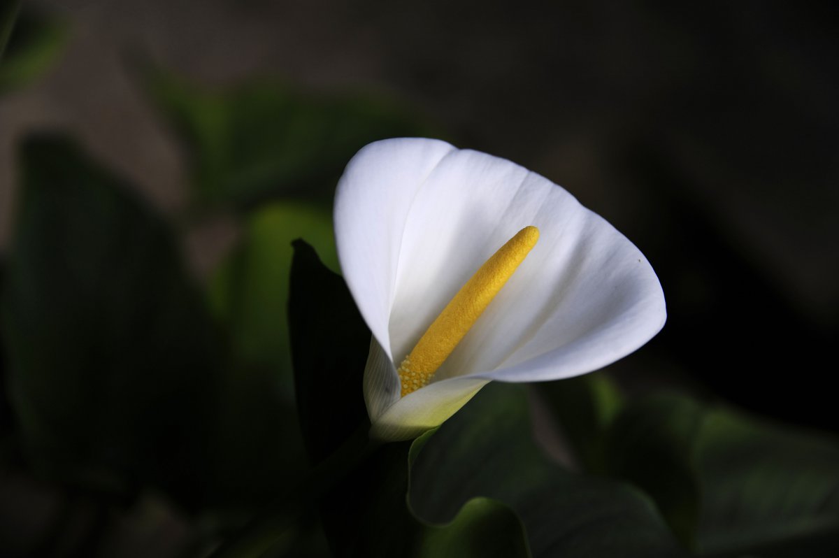 Large picture of calla lily