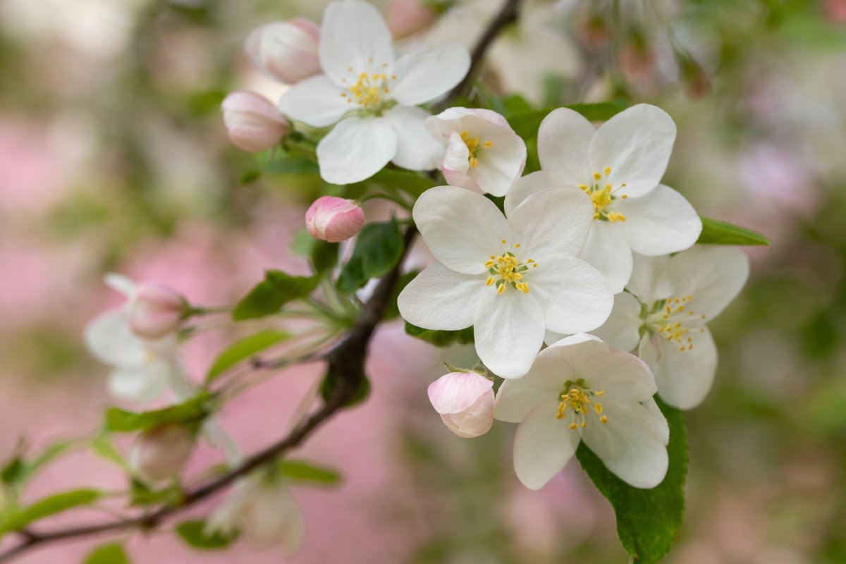 White apple blossom blossom picture