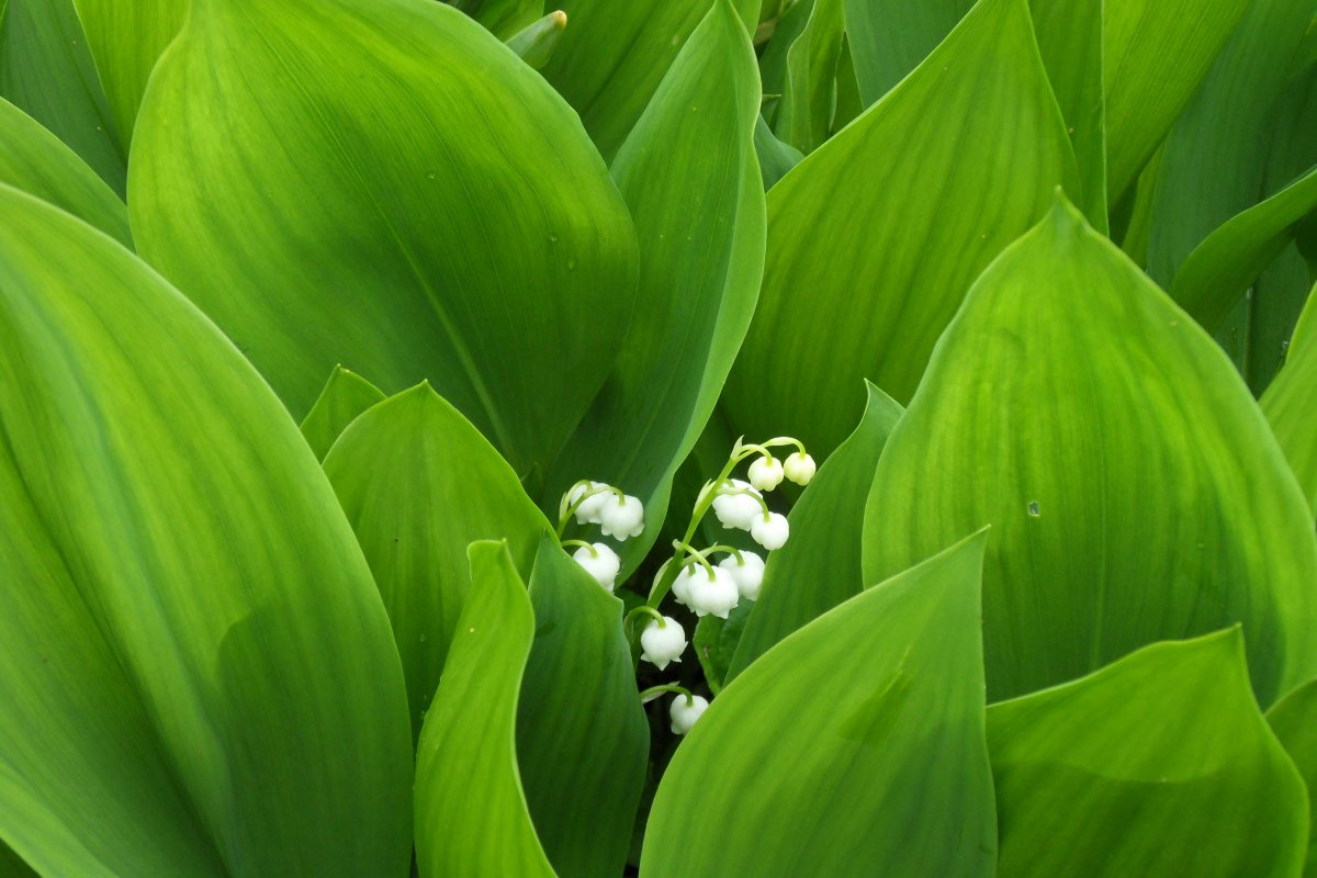 Pictures of pleasantly fragrant lily of the valley