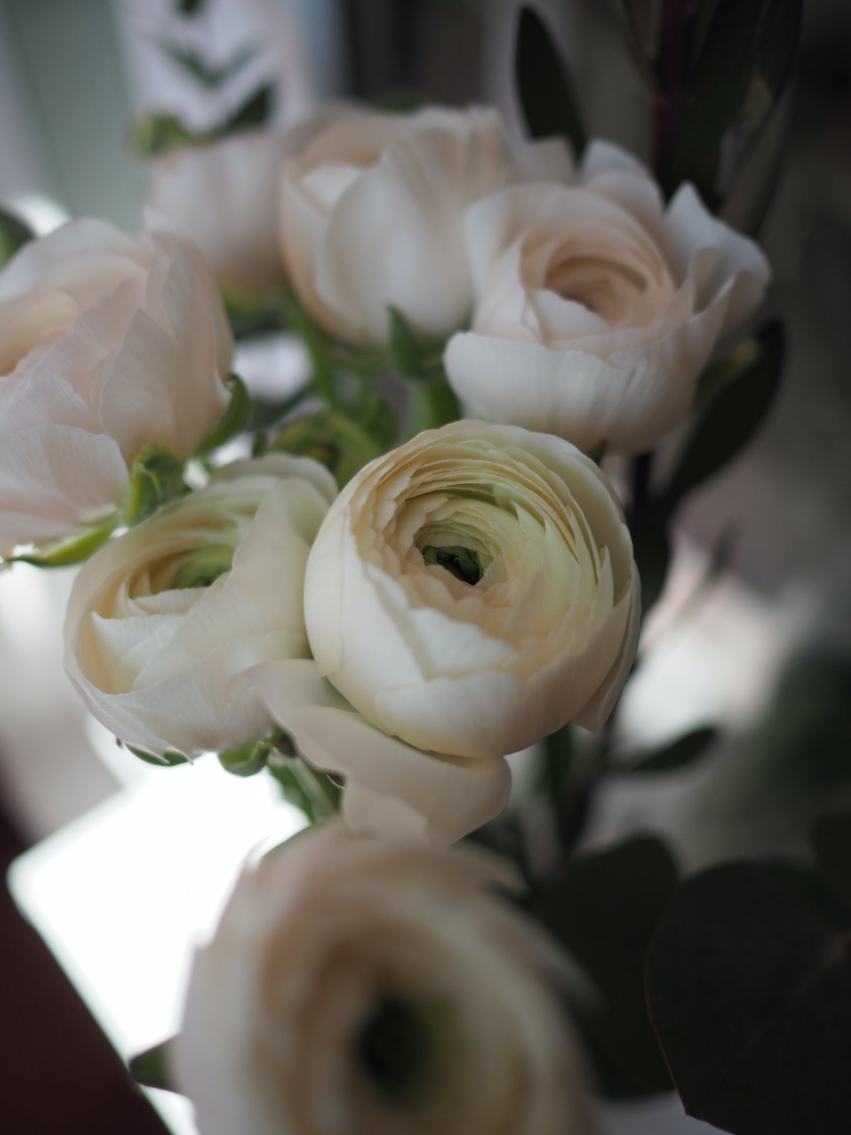 Pictures of exquisite and beautiful ranunculus flowers