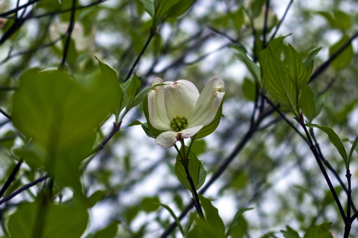 Elegant and beautiful dogwood pictures