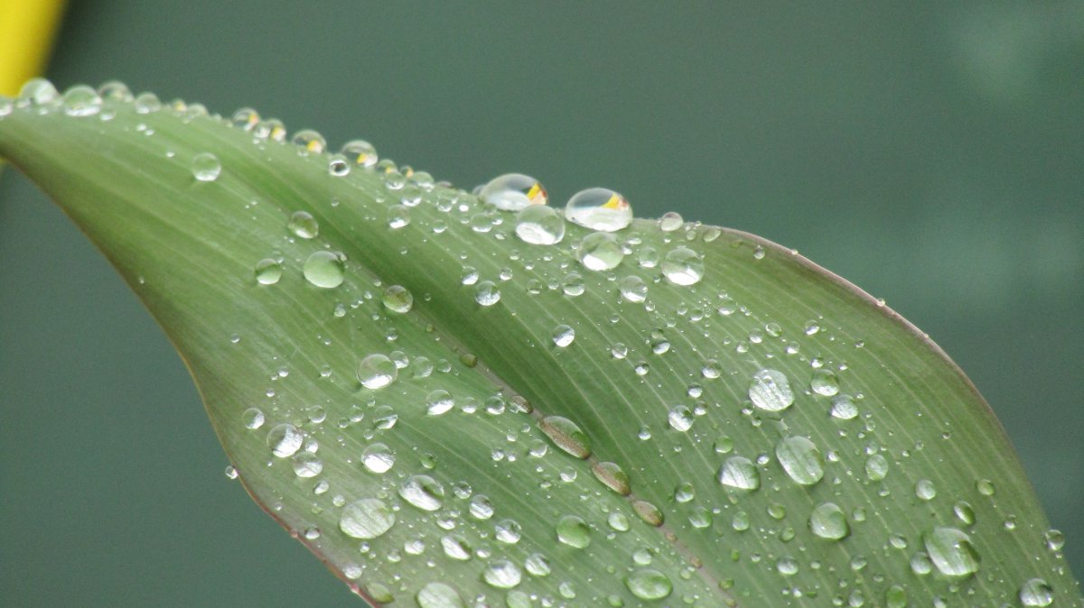 Water droplets on green leaves material picture