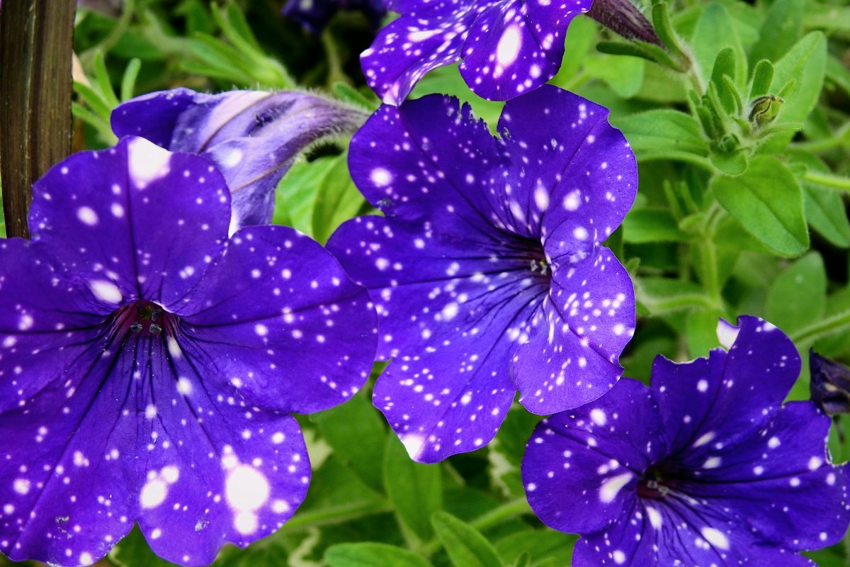 Purple petunias blooming pictures
