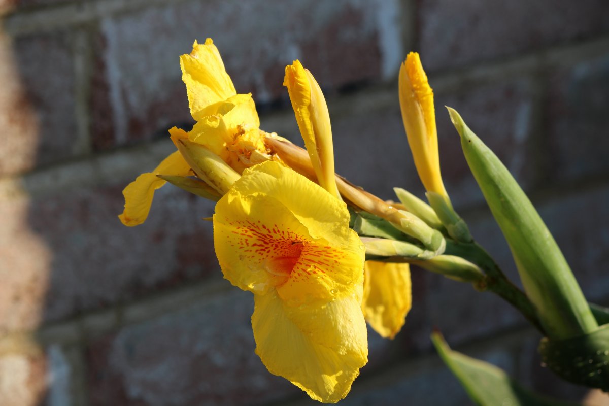Canna iris flower pictures