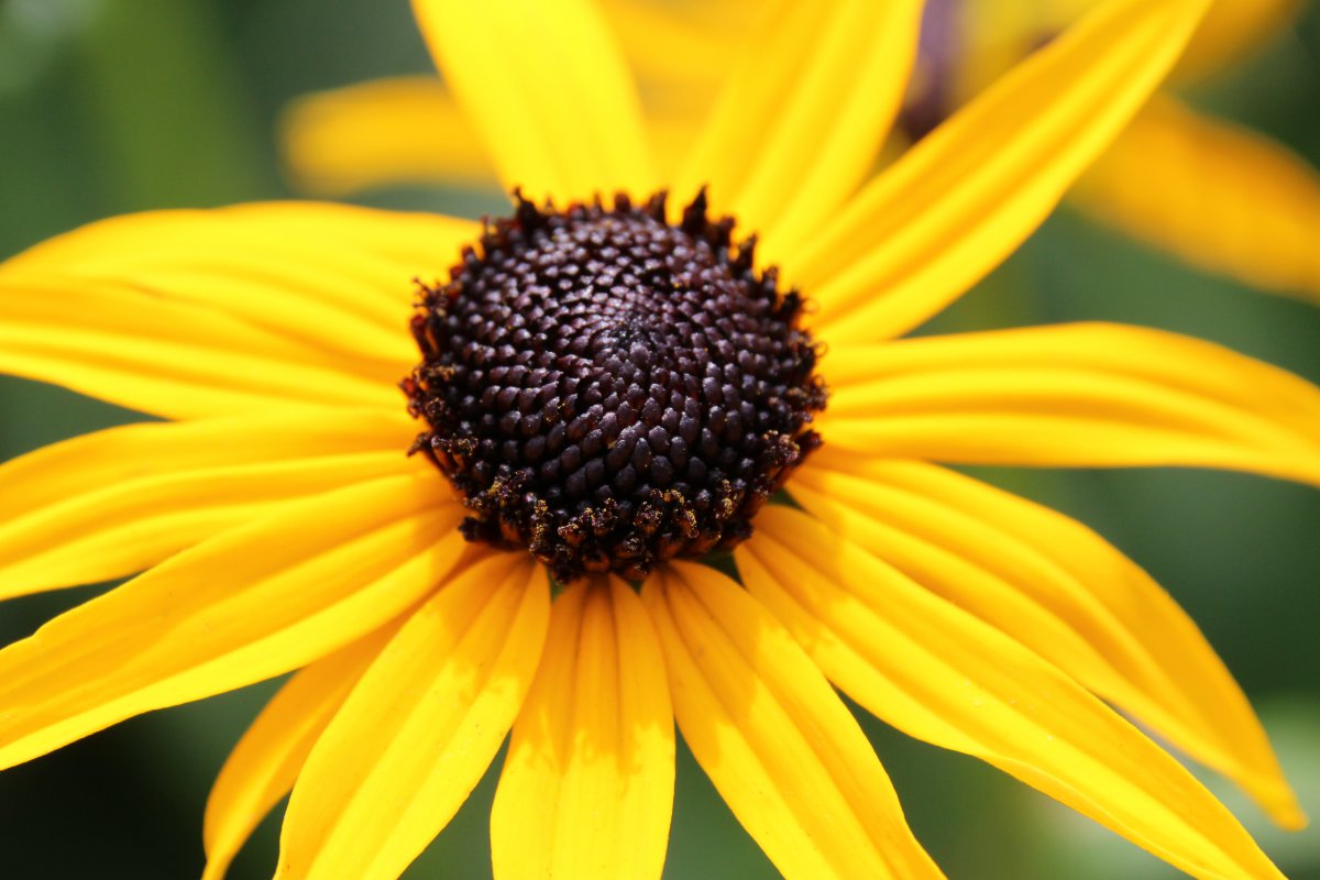 Yellow gerbera HD pictures