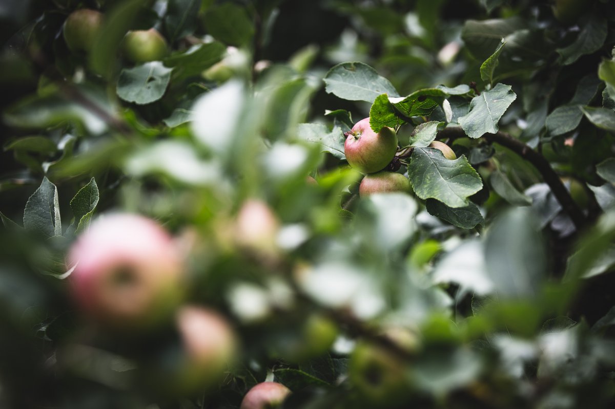 HD pictures of apples on the apple tree