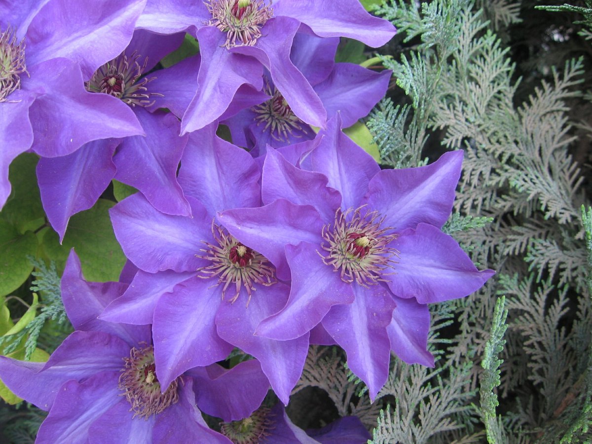 Purple clematis HD pictures
