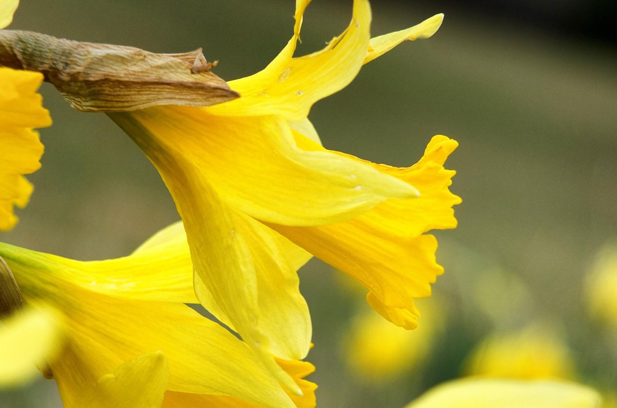 Yellow narcissus HD pictures