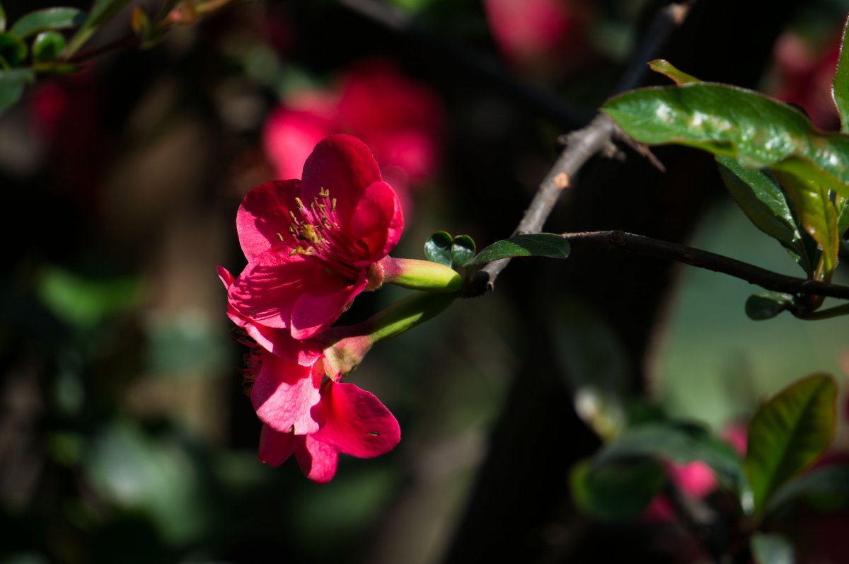 Red begonia flower HD picture